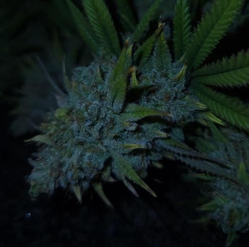 Romdog/Garlic Fever LSO + Organics !. Week 16 - Romdog (Day 110) HARVEST