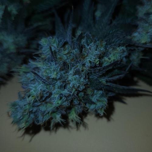 Romdog/Garlic Fever LSO + Organics !. Week 16 - Garlic Fever (Day 110) HARVEST