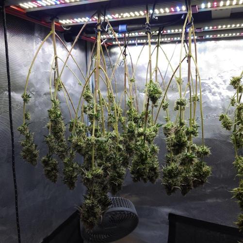 Romdog/Garlic Fever LSO + Organics !. Week 16 - Garlic Fever (Day 110) HARVEST
