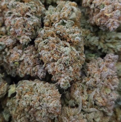 Romdog/Garlic Fever LSO + Organics !. Week 17 - Romdog HARVEST