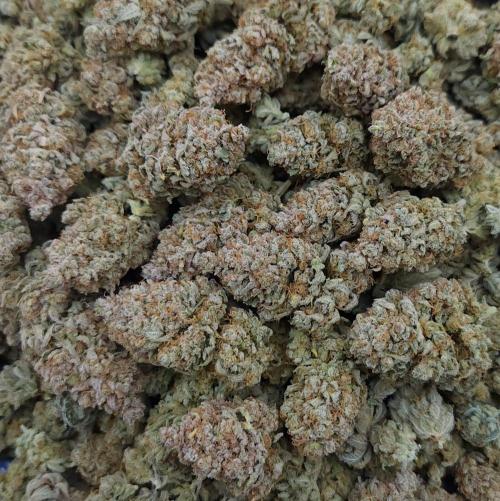 Romdog/Garlic Fever LSO + Organics !. Week 17 - Romdog HARVEST