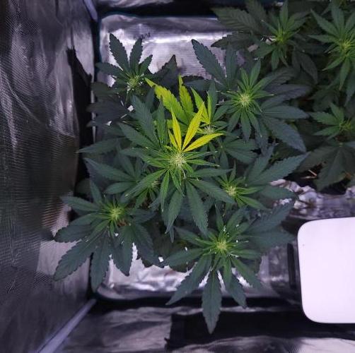 Night Owl LSO/Organics !. Week 5 - Instant Classik (Day 29)