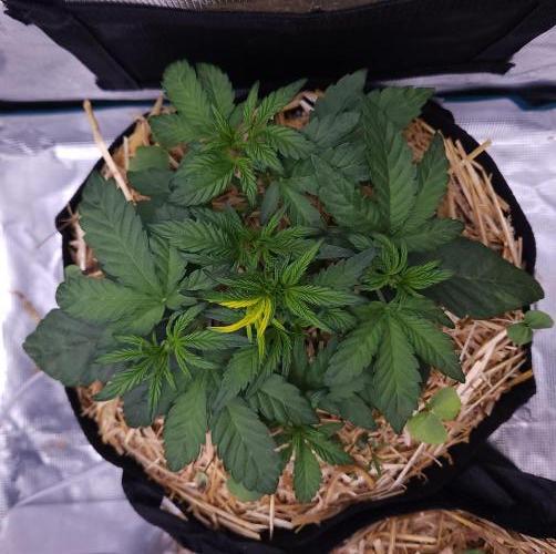 Night Owl LSO/Organics !. Week 3 - Instant Classik (Day 21)
