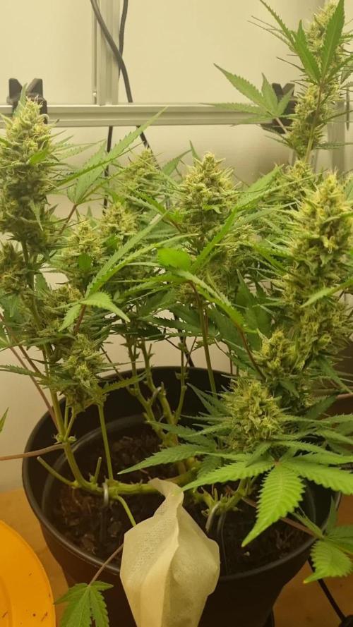 Blueberry Auto FastBuds, second grow