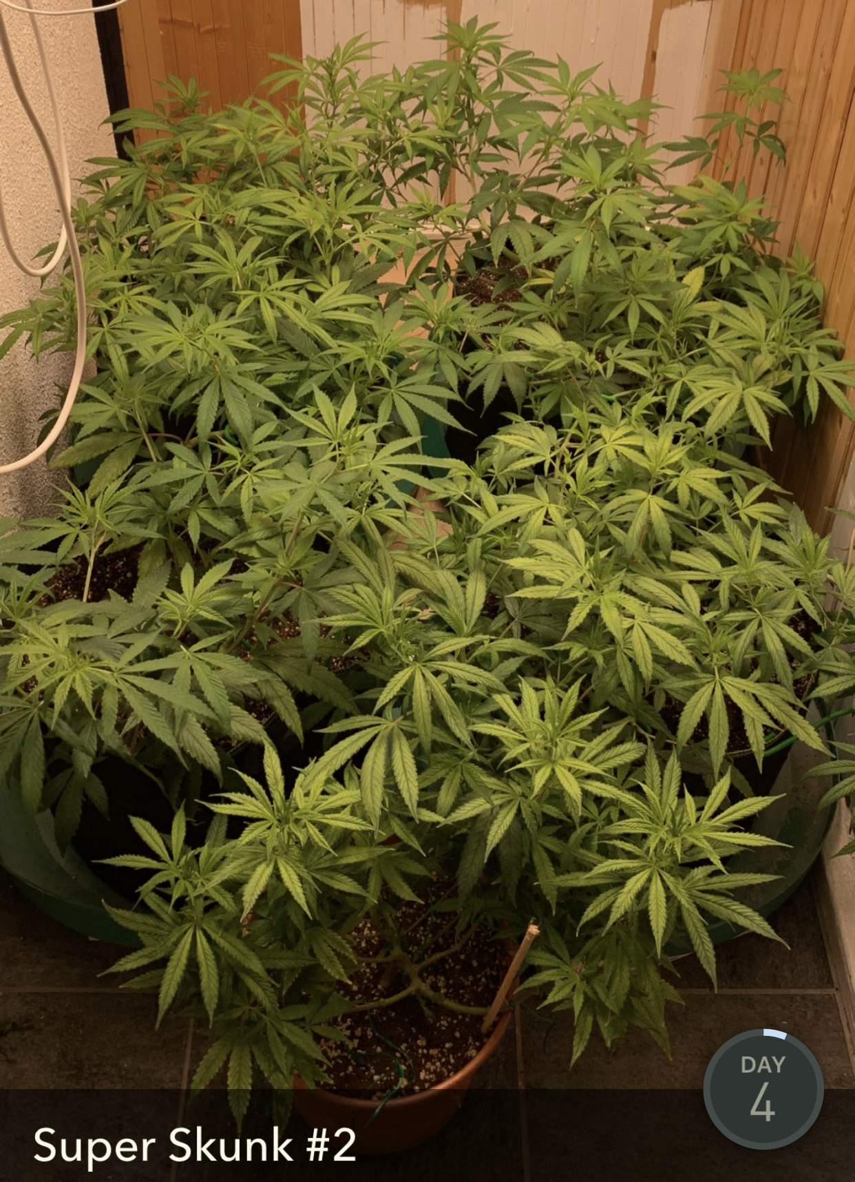 Sensi Seeds Super Skunk grow diary (journal) week6 by frostlauf