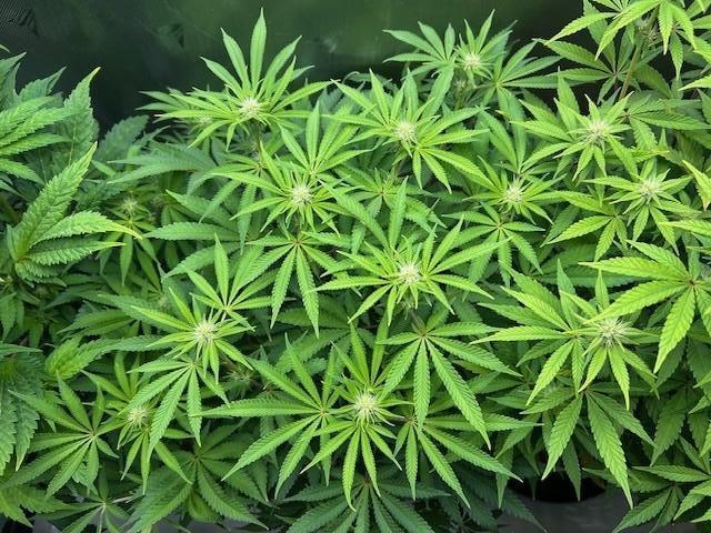 Psicodelicia. Week 9