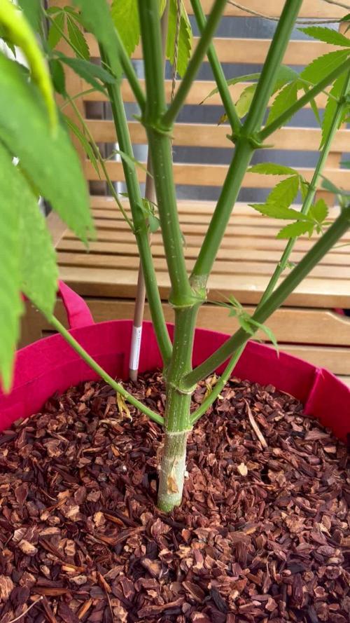 Green Poison Fast Version Outdoor