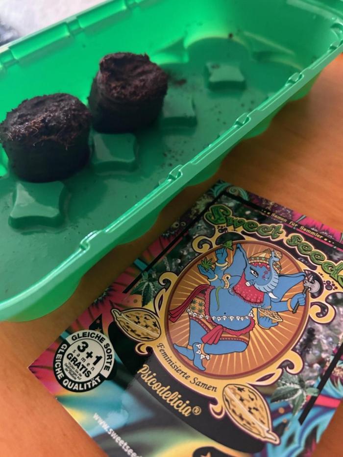 Psicodelicia indoors. Week 0