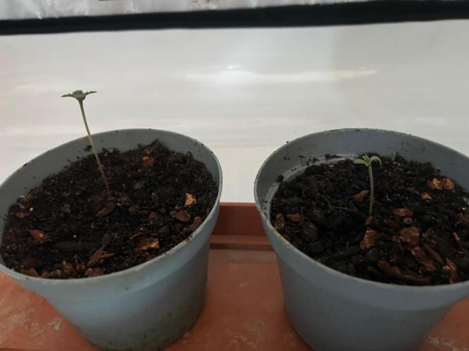 Psicodelicia indoors. Week 1