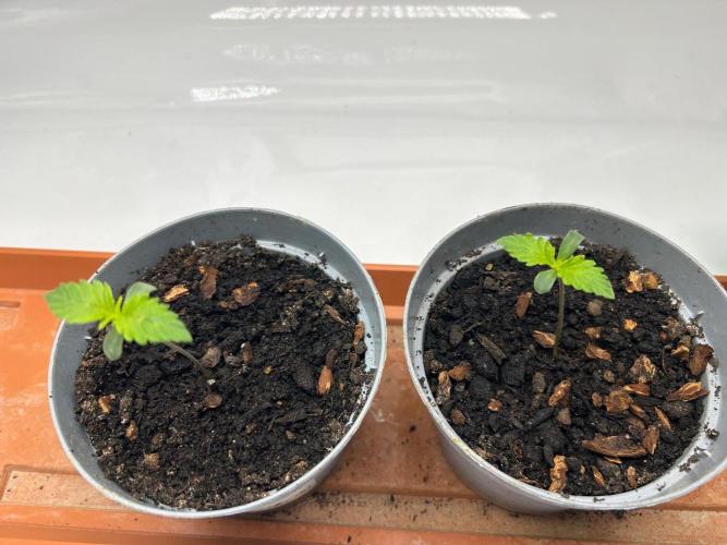 Psicodelicia indoors. Week 1