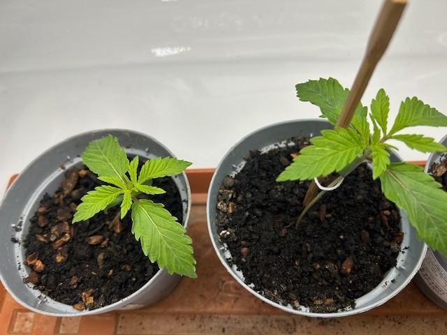 Psicodelicia indoors. Week 2