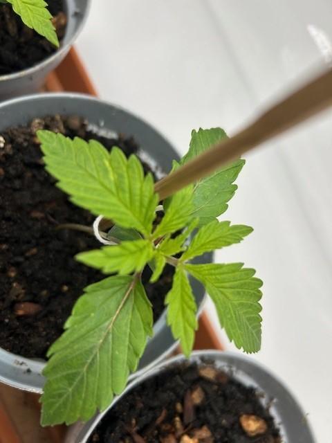 Psicodelicia indoors. Week 2