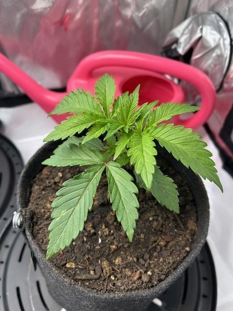 Psicodelicia indoors. Week 3