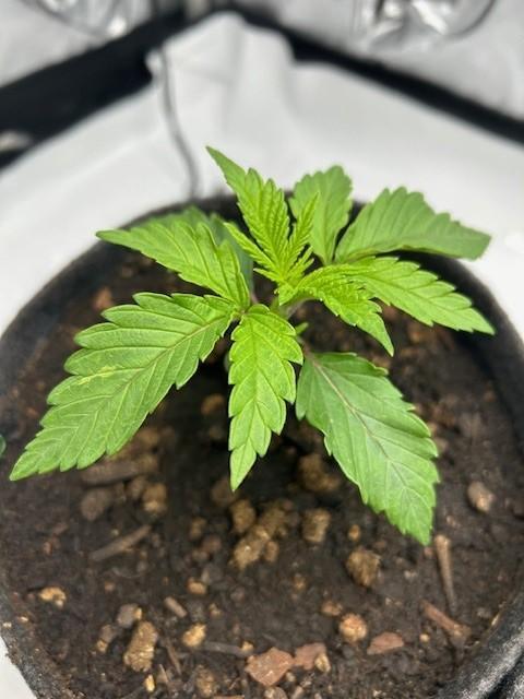 Psicodelicia indoors. Week 3