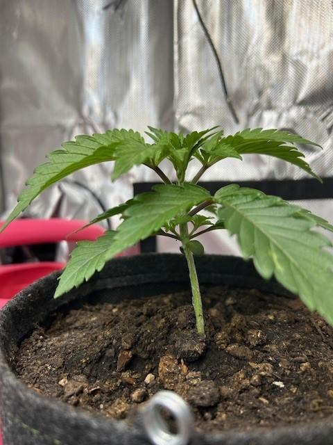 Psicodelicia indoors. Week 3