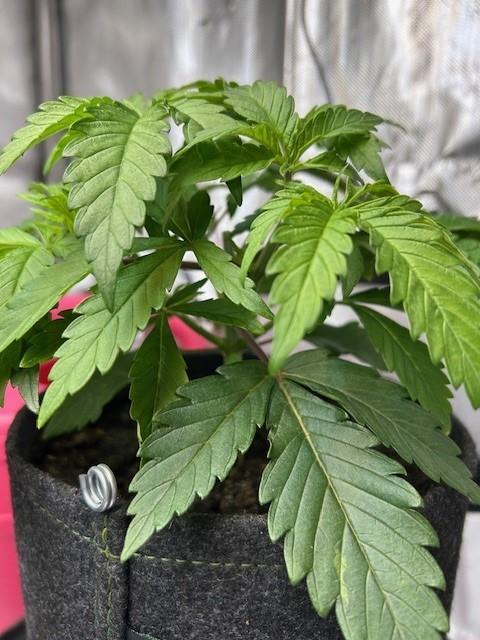 Psicodelicia indoors. Week 4