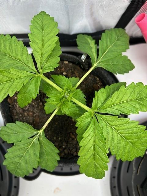 Psicodelicia indoors. Week 4