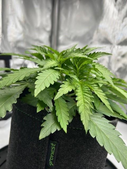 Psicodelicia indoors. Week 4