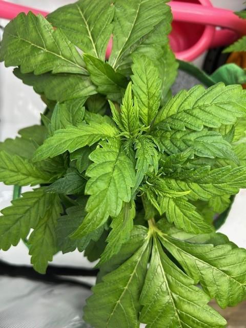 Psicodelicia indoors. Week 5