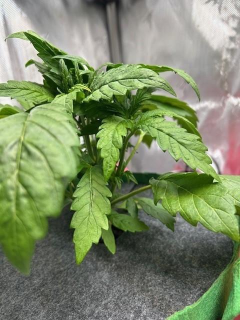 Psicodelicia indoors. Week 5