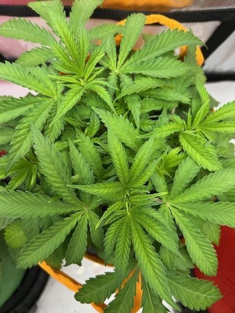 Psicodelicia indoors. Week 5