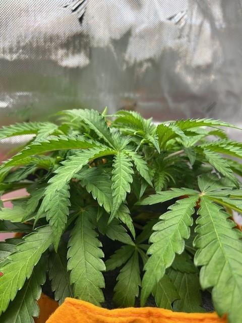 Psicodelicia indoors. Week 5