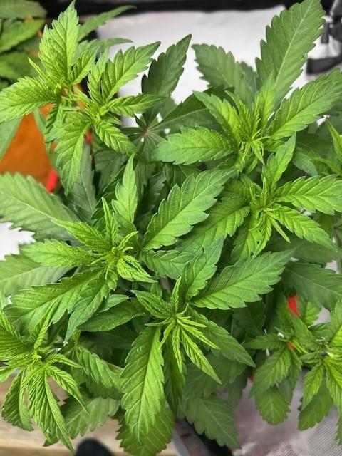 Psicodelicia indoors. Week 5