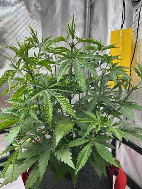Psicodelicia indoors. Week 6