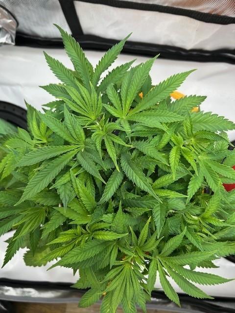 Psicodelicia indoors. Week 6