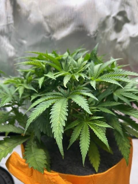 Psicodelicia indoors. Week 6