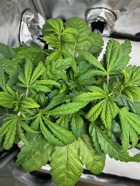 Psicodelicia indoors. Week 6