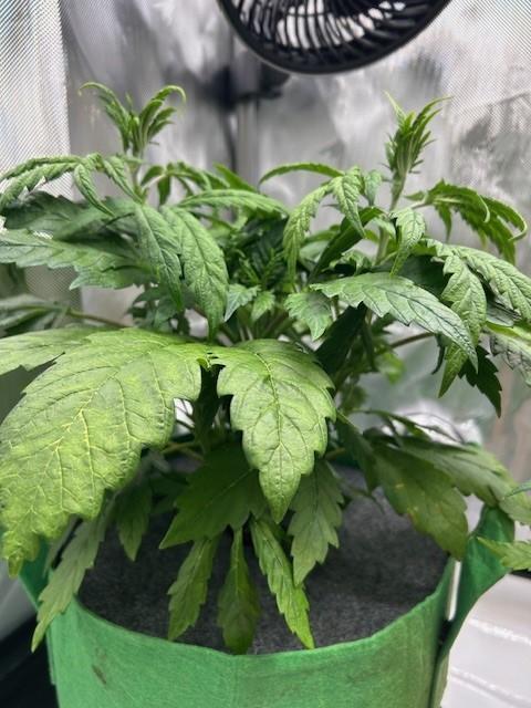 Psicodelicia indoors. Week 6