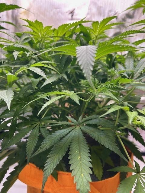 Psicodelicia indoors. Week 7