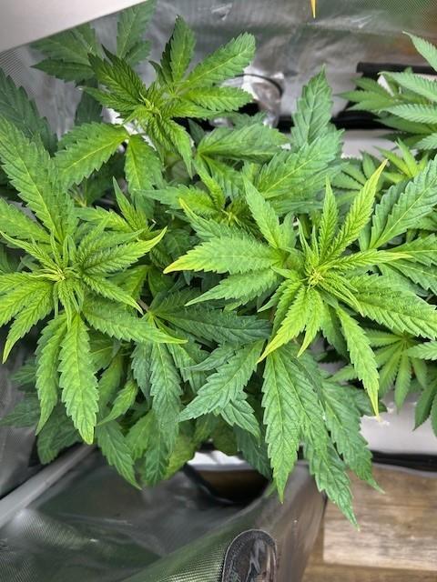 Psicodelicia indoors. Week 7