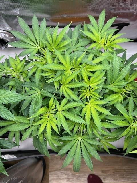 Psicodelicia indoors. Week 7