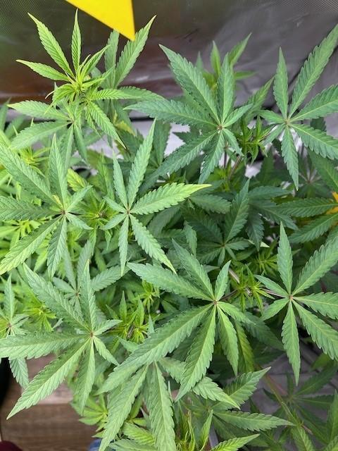 Psicodelicia indoors. Week 7