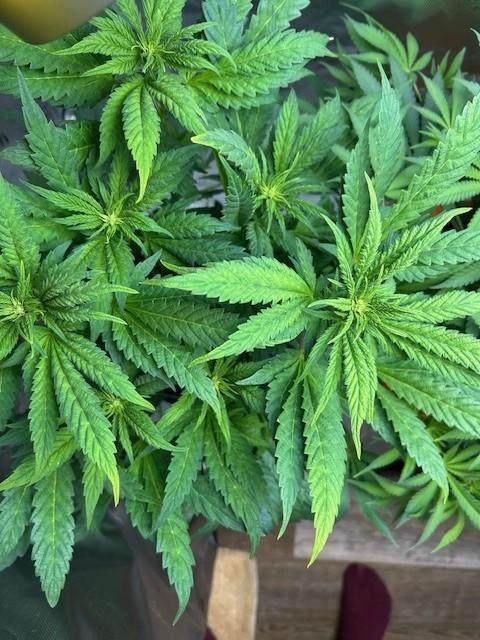 Psicodelicia. Week 8