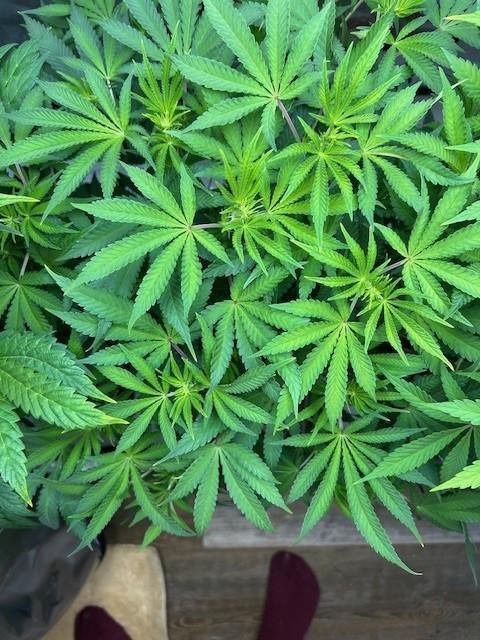 Psicodelicia. Week 8