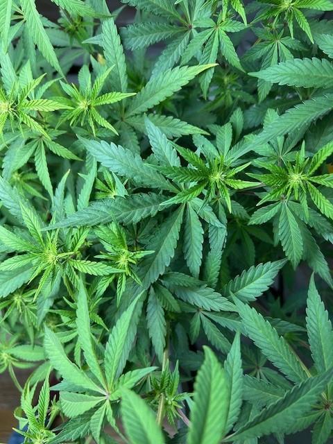 Psicodelicia. Week 8