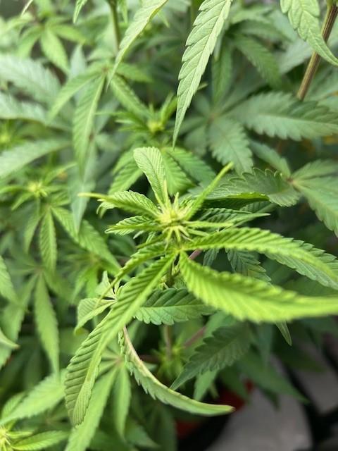 Psicodelicia. Week 8