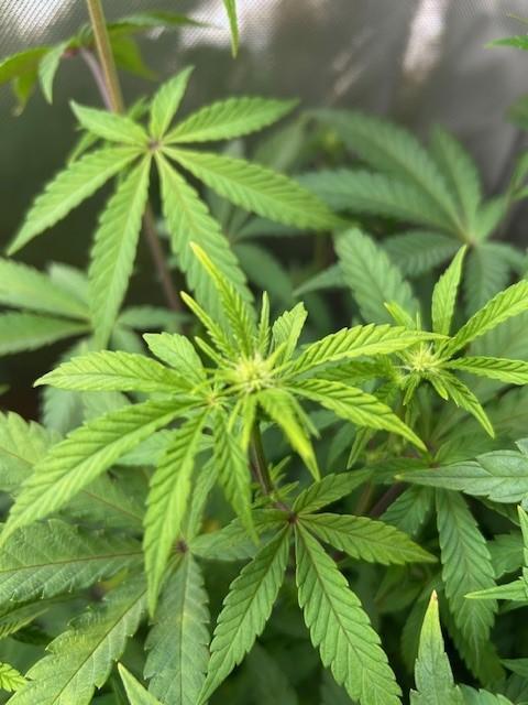 Psicodelicia. Week 8