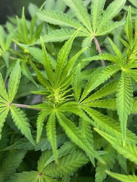 Psicodelicia. Week 8
