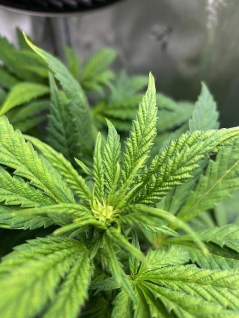 Psicodelicia. Week 8