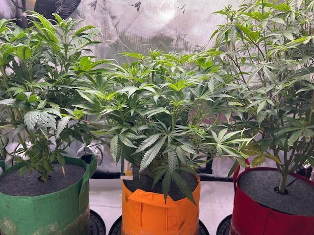 Psicodelicia. Week 8