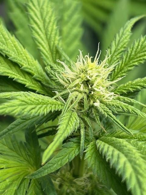 Psicodelicia. Week 9
