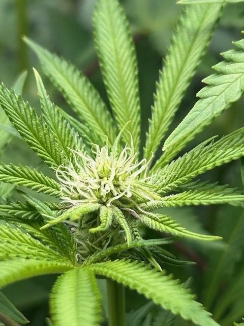 Psicodelicia. Week 9