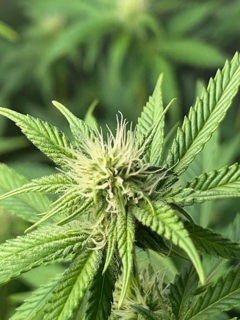 Psicodelicia. Week 9