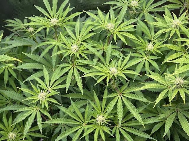 Psicodelicia. Week 9