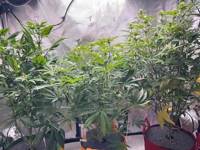 Psicodelicia. Week 9