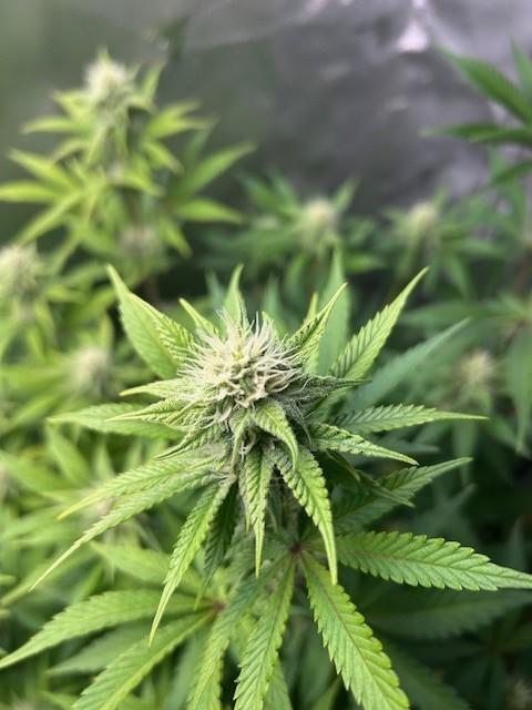 Psicodelicia. Week 10